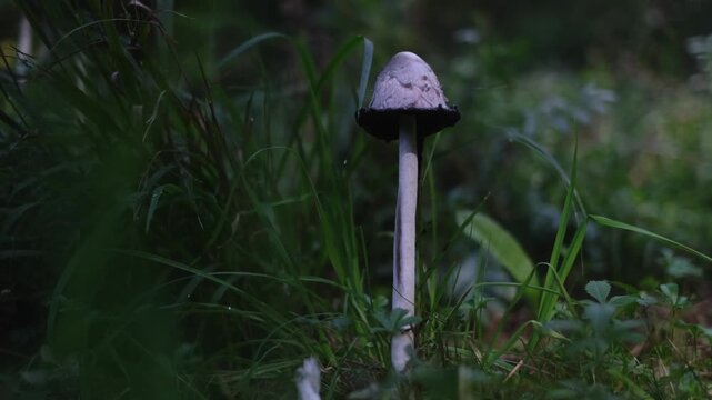 Shaggy ink cap or lawyer's wig (Coprinus Comatus) mushrooms growing in green grass. Close-up panning view of a ripe mushroom with black dripping edge. Natural forest scenery from Thuringia, Germany.