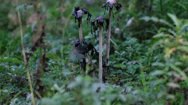 Shaggy ink cap or lawyer's wig (Coprinus Comatus) mushrooms growing in green grass. Close-up tilt-up side view of ripe mushroom colony with black dripping edge. Forest scenery from Thuringia, Germany.