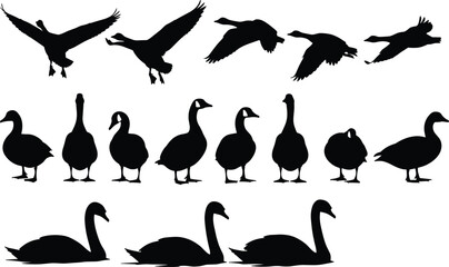 Black silhouette illustration of geese flying, swans floating, birds walking, wildlife artwork, nature design, elegant animal posture, avian artwork © Its Saidul 