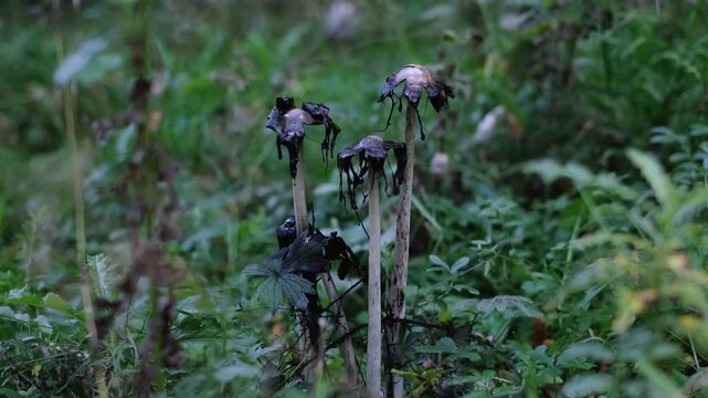 Shaggy ink cap or lawyer's wig (Coprinus Comatus) mushrooms growing in green grass. Close-up dolly-out view of ripe mushroom colony with black dripping edge. Forest scenery from Thuringia, Germany.