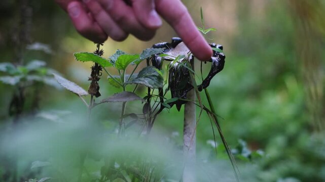Shaggy ink cap or lawyer's wig (Coprinus Comatus) mushrooms growing in green grass. Close-up view of a finger showing a ripe mushroom with black dripping edge. Forest scenery from Thuringia, Germany.