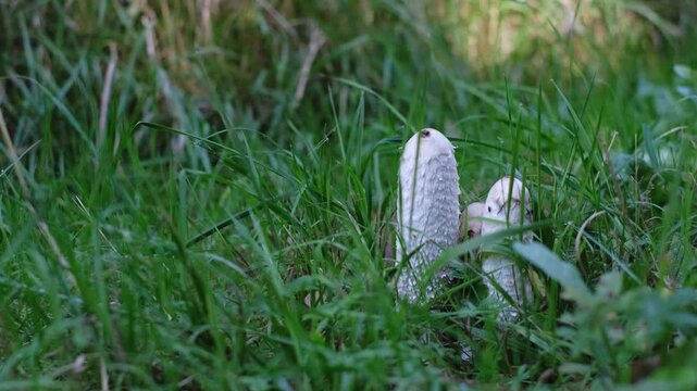 Shaggy ink cap or lawyer's wig (Coprinus comatus) mushrooms growing in green grass. Close-up dolly out view of white cylinders of young mushrooms. Natural forest scenery from Thuringia, Germany.