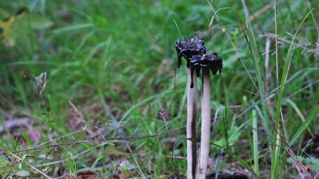 Shaggy ink cap or lawyer's wig (Coprinus Comatus) mushrooms growing in green grass. Close-up tilt-down view of overripe old mushrooms with black dripping edge. Forest scenery from Thuringia, Germany.