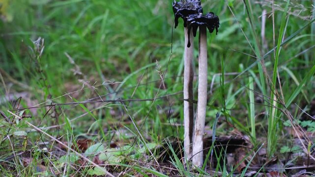 Shaggy ink cap or lawyer's wig (Coprinus Comatus) mushrooms growing in green grass. Close-up tilt-up view of overripe old mushrooms with black dripping edge. Forest scenery from Thuringia, Germany.