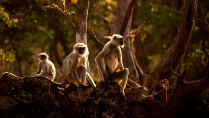 Indian Gray Langurs © ChanBad