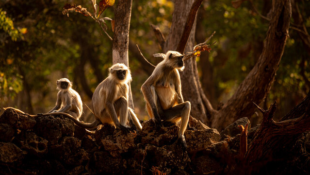 Indian Gray Langurs