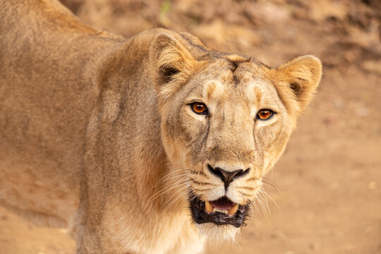 She moved around the pond, settled before our 4x4, and fixed me with a steady, unblinking stare through the lens.