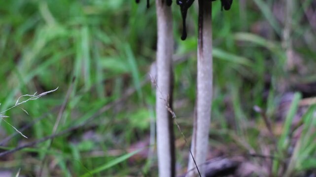 Shaggy ink cap or lawyer's wig (Coprinus Comatus) mushrooms growing in green grass. Close-up tilt-up side view of ripe mushroom colony with black dripping edge. Forest scenery from Thuringia, Germany.