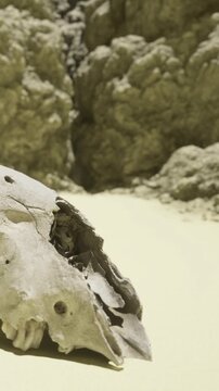 A skull rests on the sand as it meets a rocky landscape under a blue sky during the day. The scene shows a close view of the remains and surrounding natural features.