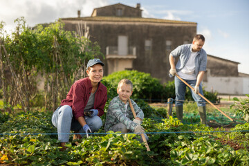 Fototapeta premium Woman farmer with her son and garden tools after planting strawberries. Family of farmers growing organic vegetables in the garden