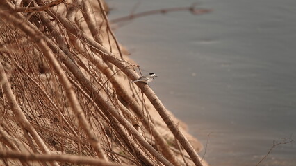 Pliszka siwa siedząca na wystających korzeniach na zboczu urwiska nad rzeką © tomo81