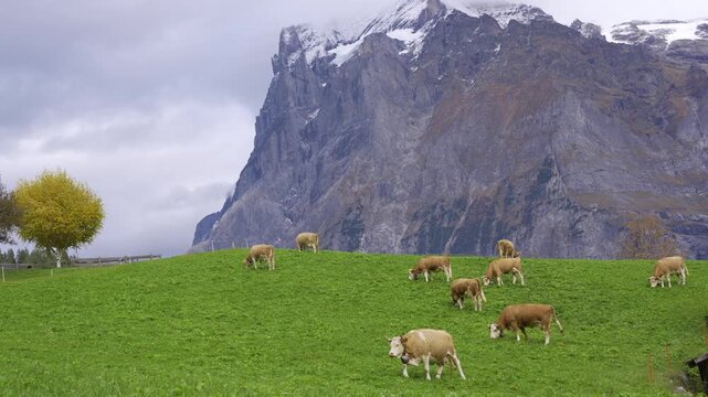 Simmental cows grazing in autumn meadow with traditional chalets and Eiger mountain peaks background. Grindelwald, Canton of Bern, Switzerland.