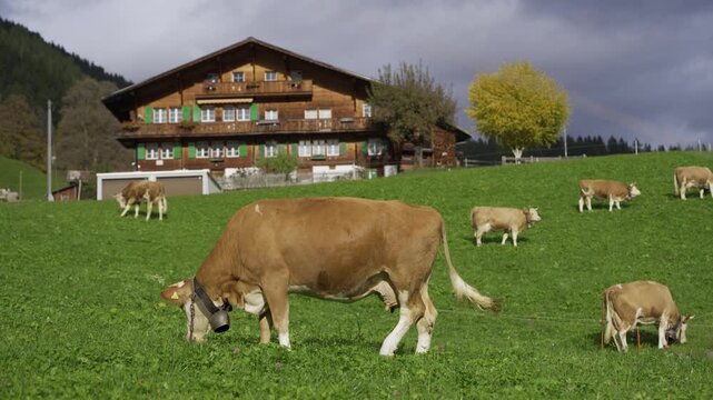 Simmental cows with cowbells grazing on green pasture near traditional wooden chalets in autumn. Grindelwald, Canton of Bern, Switzerland.