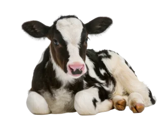 Fotobehang Koe Adorable black and white Holstein Friesian calf lying down, isolated baby cow PNG on transparent background, young farm animal  © Ciara