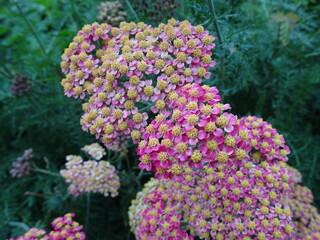 Obraz premium Vibrant Pink Yarrow Flowers Blooming in a Summer Garden