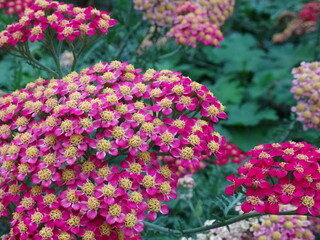 Vibrant Pink Yarrow Flowers Blooming in a Summer Garden © Cassandra
