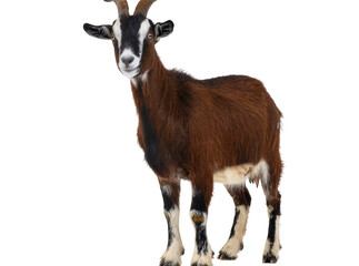 Fototapeta premium Domestic brown goat with horns and distinctive facial markings, standing gracefully isolated on transparent background, farm animal PNG