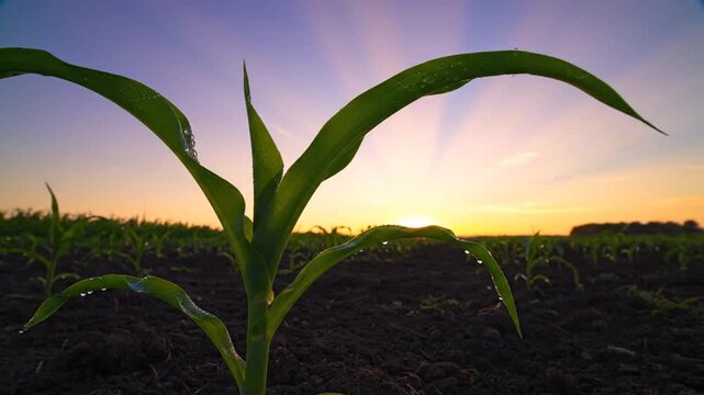 Young corn at dawn.