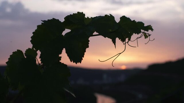 Slow motion grapevine branch in colourful sunset backlight at the W&uuml;rzburger Stein hill, one of Germany&rsquo;s oldest and largest vineyards in the Main River Valley near W&uuml;rzburg.