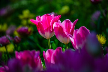Tulips are in full bloom everywhere in spring.