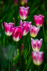Fototapeta premium Tulips are in full bloom everywhere in spring.