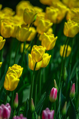 Fototapeta premium Tulips are in full bloom everywhere in spring.