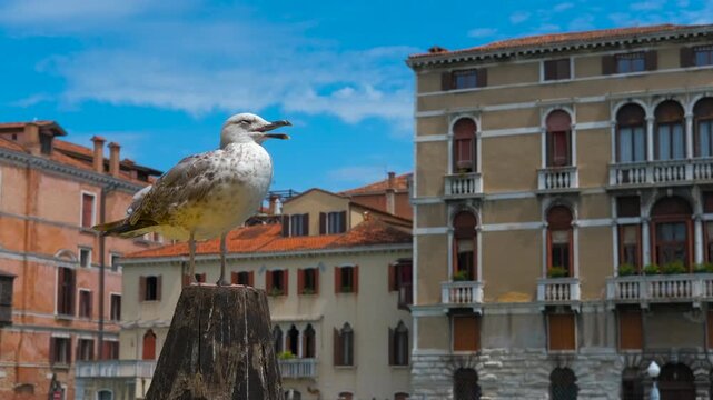 Seagull caws while perched on wooden post in venice. Seagull perching on wooden post, cawing against backdrop of historic venetian architecture and expansive blue sky with soft clouds