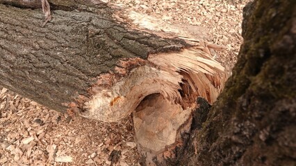 Złamany pień drzewa z widocznymi śladami podgryzania drzewa przez bobry © tomo81