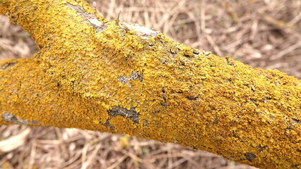 Żółte porosty pokrywające gruby pień powalonego drzewa. © tomo81