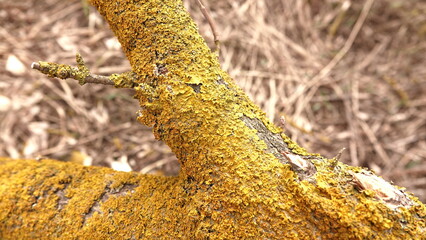 Żółte porosty pokrywające gruby pień powalonego drzewa. © tomo81
