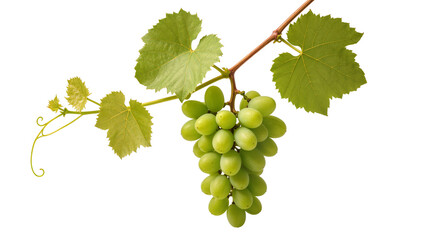 Obraz premium Fresh green grapes on a vine with vibrant leaves and a delicate tendril, isolated on transparent background, healthy fruit PNG