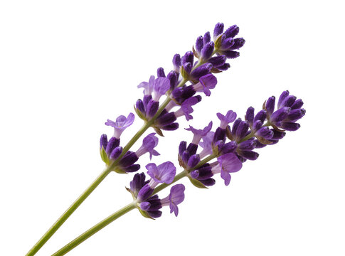 Two vibrant purple lavender flower spikes with green stems, naturally isolated PNG on transparent background, perfect for aromatherapy and botanical designs