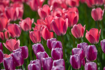 Obraz premium Tulips are in full bloom everywhere in spring.