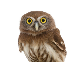 Obraz premium Charming small brown and white owl with striking yellow eyes, looking directly forward, isolated PNG on transparent background, a captivating bird