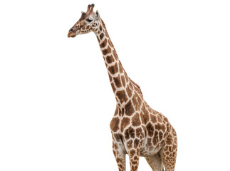 Graceful adult giraffe with long neck and distinctive brown spotted coat standing, isolated PNG on transparent background, ideal for educational content © Andrei