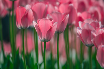 Obraz premium Tulips are in full bloom everywhere in spring.