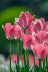 Fototapeta premium Tulips are in full bloom everywhere in spring.
