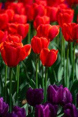 Obraz premium Tulips are in full bloom everywhere in spring.