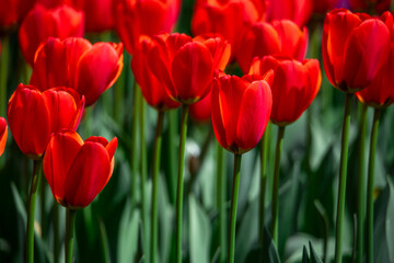 Obraz premium Tulips are in full bloom everywhere in spring.