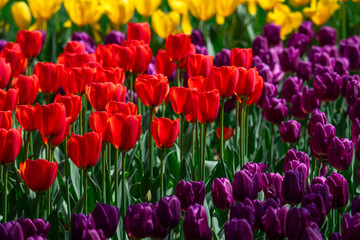 Tulips are in full bloom everywhere in spring.
