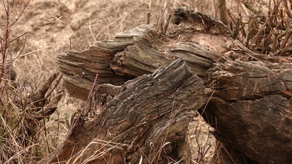 Stary pień drzewa leżący w rezerwacie przyrody © tomo81