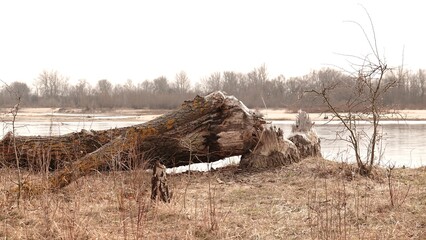 Gruby pień drzewa powalony przez bobry, leżący nad urwiskiem przy rzece. © tomo81