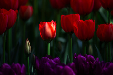 Obraz premium Tulips are in full bloom everywhere in spring.