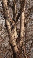 Duże drzewo z grubymi konarami w okresie zimowym. Drzewo bez liści z nagimi konarami.  © tomo81