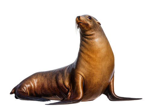 Majestic brown sea lion, a powerful marine mammal, sitting and looking upwards, isolated PNG on transparent background, wildlife photography