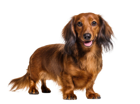 Adorable long-haired brown dachshund dog standing, looking at camera with happy expression, isolated on a clean background, high-quality PNG image