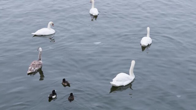 General views of the streets of Stockholm, the capital of Sweden, in February 2026, including Gamla stan, ostermalm, Sodermalm, museums, iconic buildings, animals, and urban architecture.