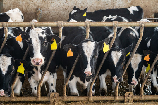 Holstein calves in a modern dairy barn with identification ear tags.