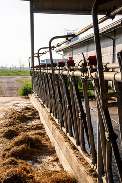 Metal feeding barrier with headlock system in a modern dairy barn.