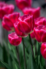 Obraz premium Tulips are in full bloom everywhere in spring.